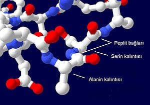 Birbirine peptit bağıyla bağlanmış serin ve alanin birimlerini gösteren bir protein yapısı kesiti. Karbonlar beyaz renklidirve daha sade görünüm için hidrojenler çıkarılmıştır.
