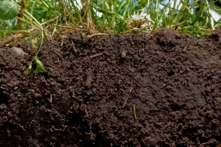 Toprak Nedir? Oluşumu, Yapısı ve Toprak Çeşitleri
