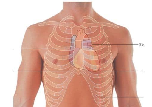 Anatomi nedir?