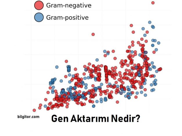 Gen Aktarımı Nedir?