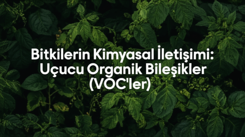 Bitkilerin Kimyasal İletişimi: Uçucu Organik Bileşikler (VOC'ler)