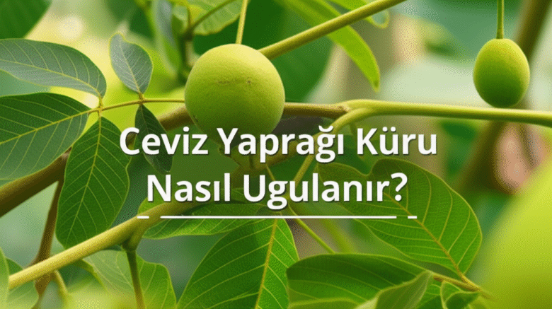 Ceviz Yaprağı Kürü Nasıl Uygulanır?